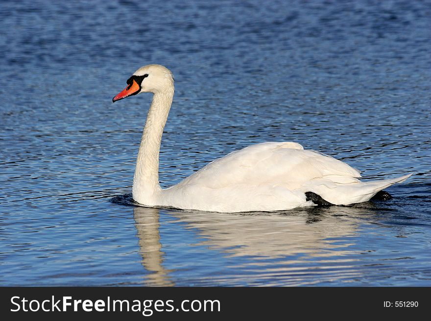 Swan, Hyde Park, London