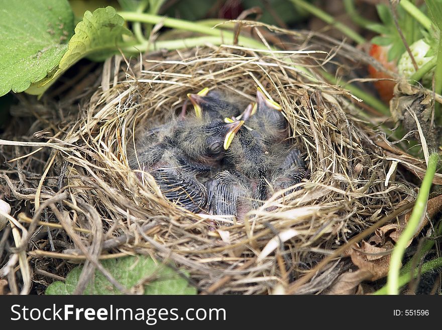 Bird nest. Bird nest