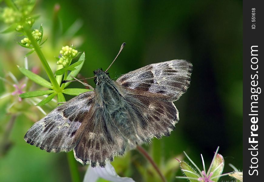 Carcharodus Flocciferus.