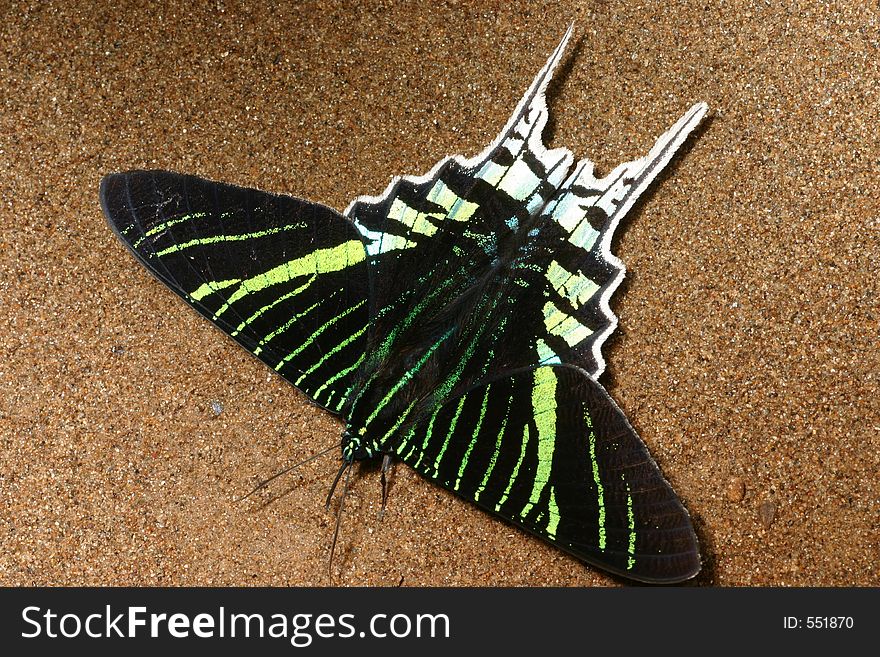 Urania butterfly, Oriente, Ecuador