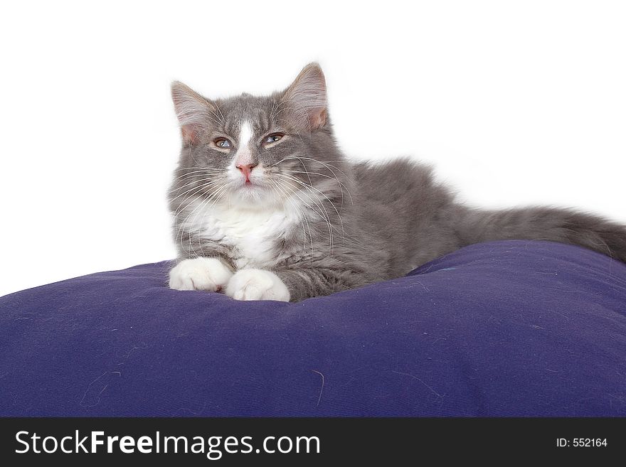Tired kitten on cushion close-up