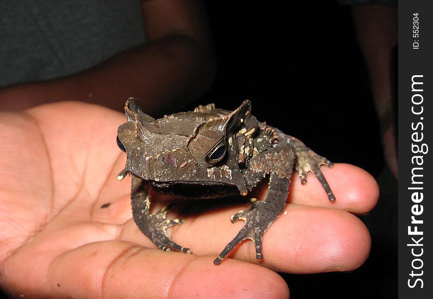 Frog on a hand, Oriente, Ecuador. Frog on a hand, Oriente, Ecuador