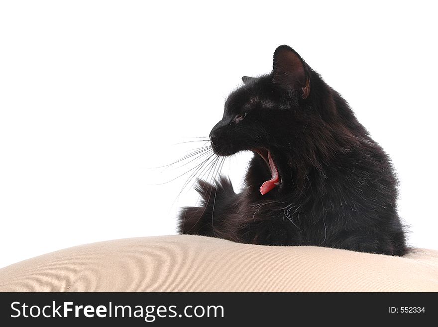 Tired cat on cushion close-up