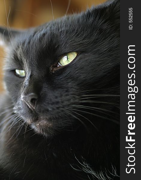 Portrait of a sleepy black cat. Portrait of a sleepy black cat