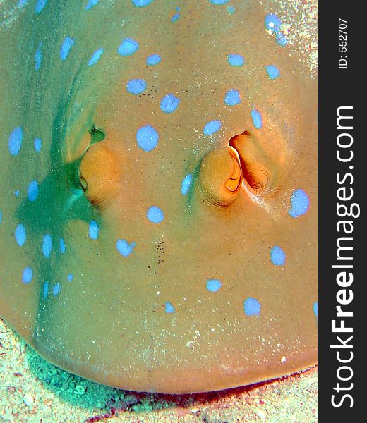 Close-up of eyes of Blue Spotted Ray
