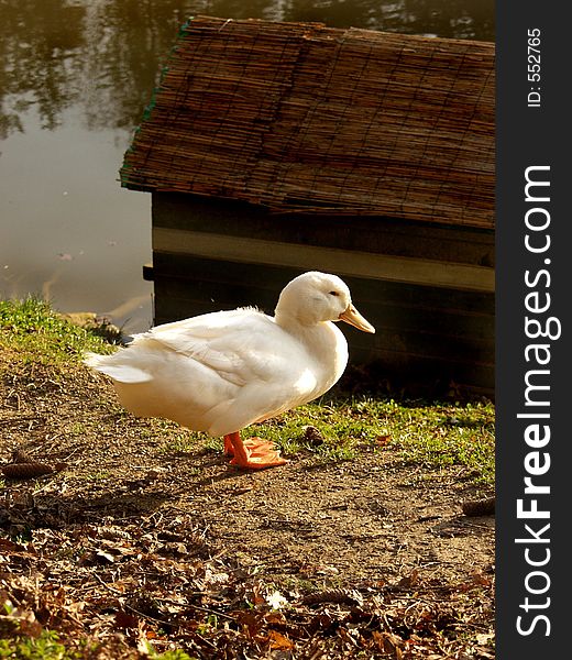 White duck resting near water's edge