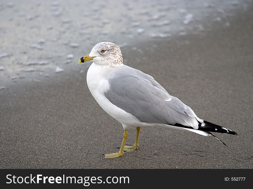 A gray seagull looking for food along a beach. A gray seagull looking for food along a beach