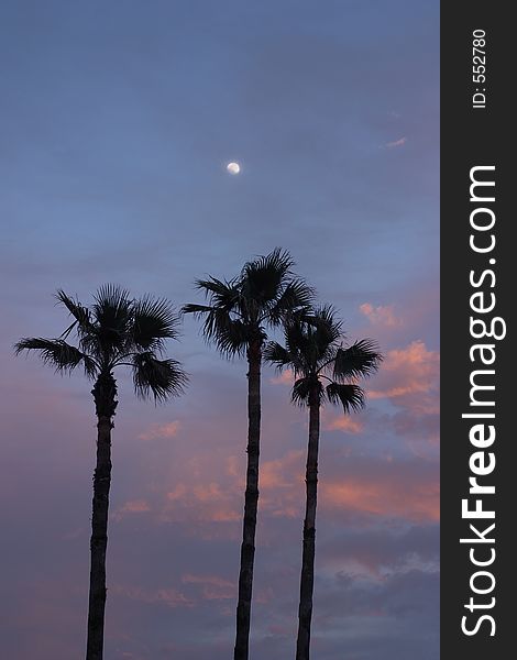 A group of palm tree against the evening sky. A group of palm tree against the evening sky