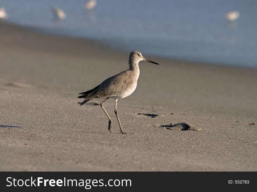 A shorebird looking for food along the beach. A shorebird looking for food along the beach