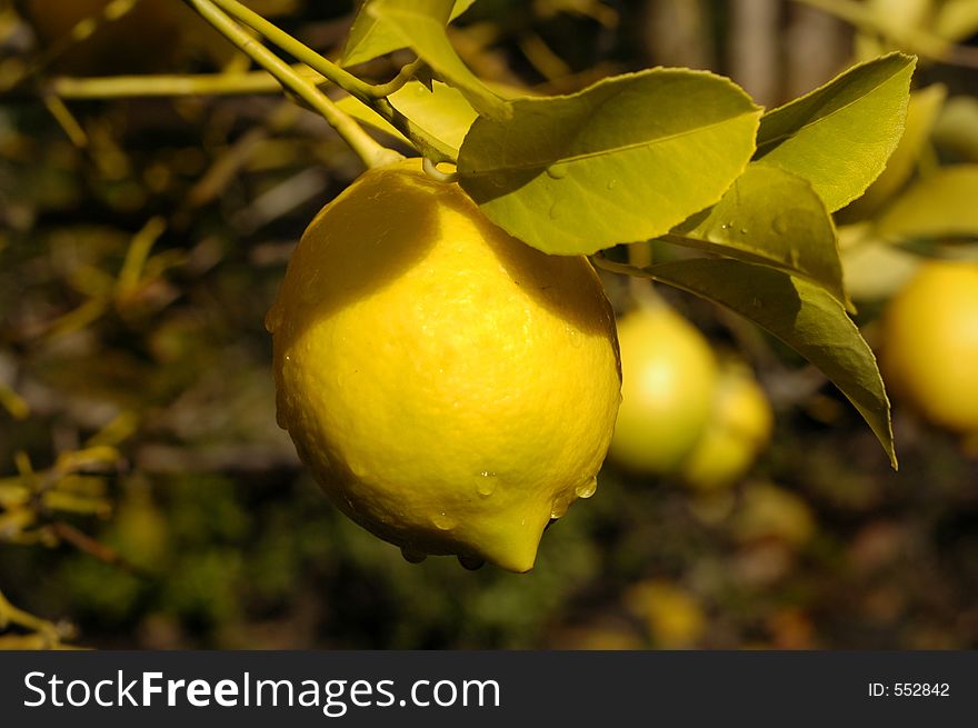 A fresh lemon hangs off tree after a rain. A fresh lemon hangs off tree after a rain