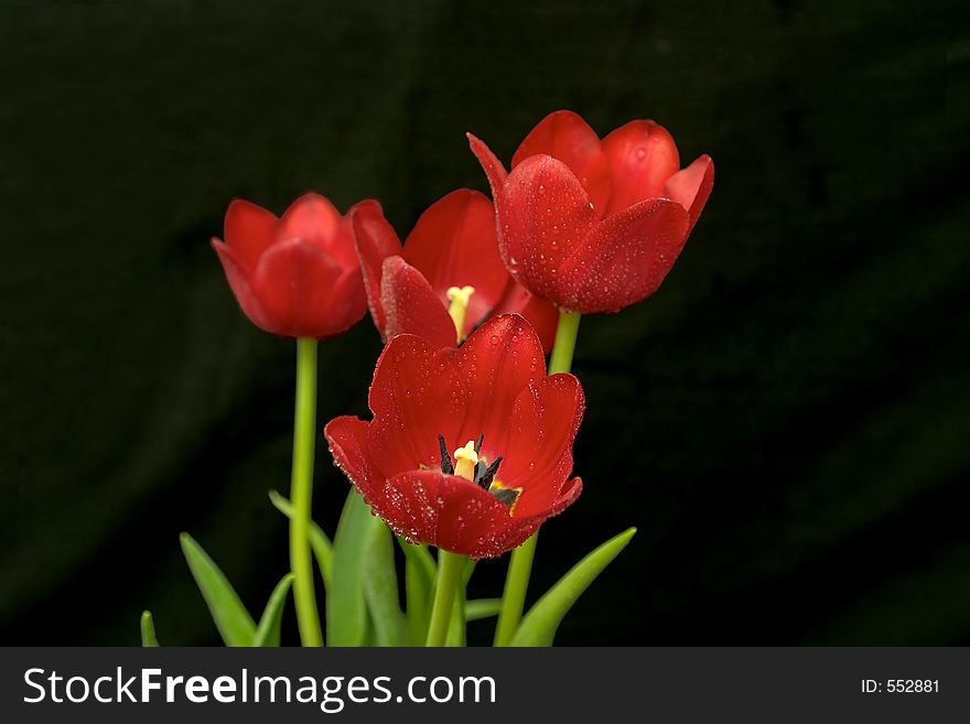 A vase of red tulips