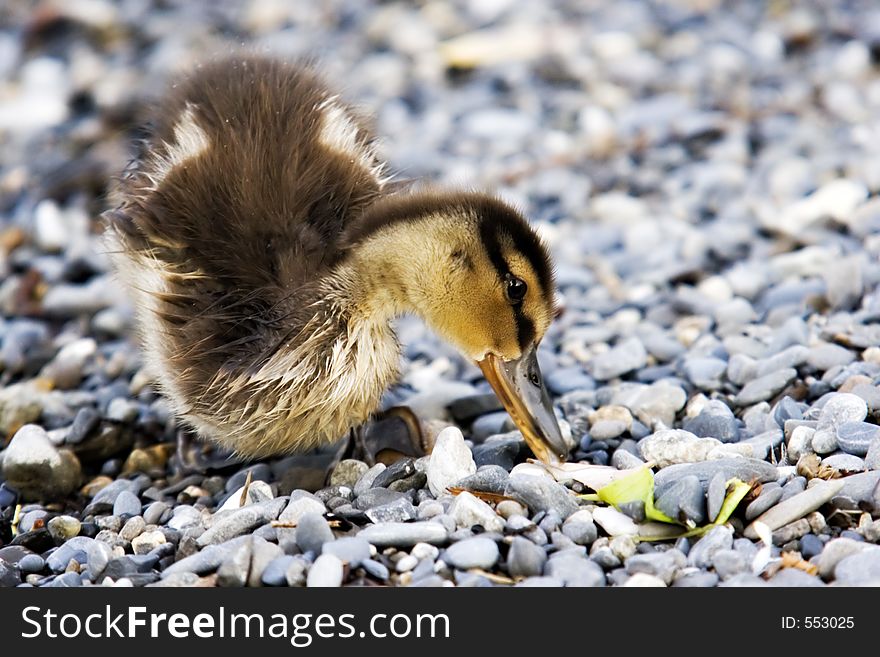 Wet baby duck eating on gravy background