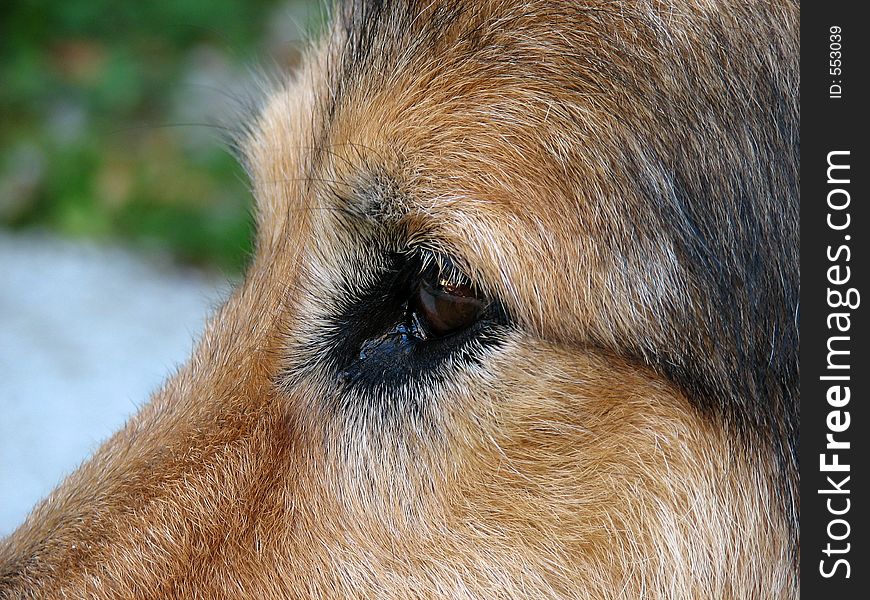 Closeup photo of dog. Closeup photo of dog