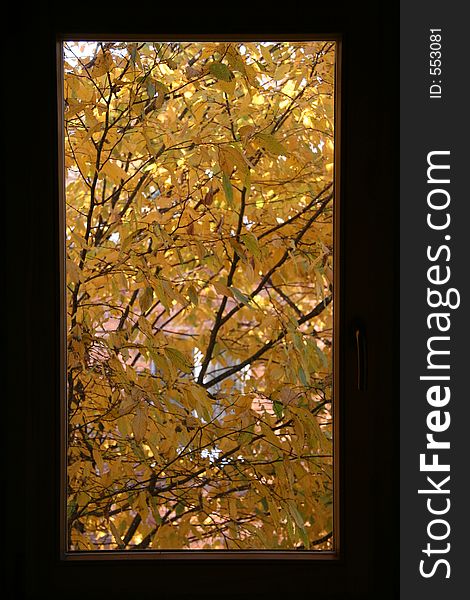 Yellow Autumnal leaves outside window. Yellow Autumnal leaves outside window