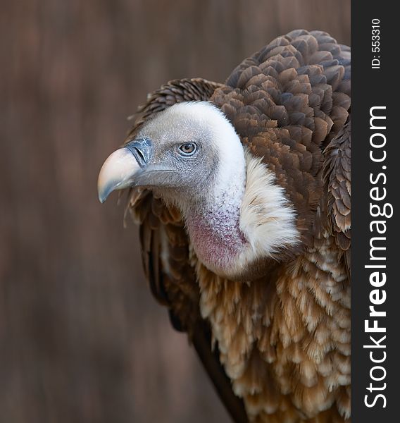 Vulture portrait 1