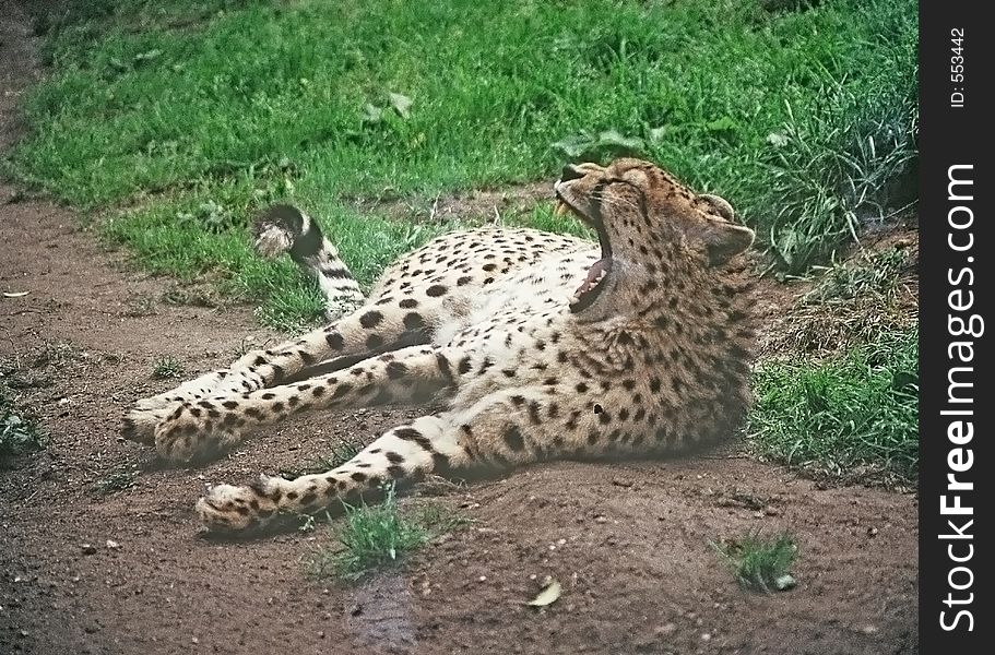 Leopard Yarning