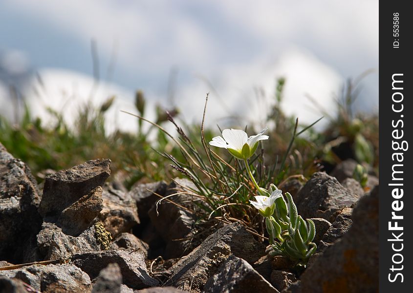 Small white flower in front of snowy mountains