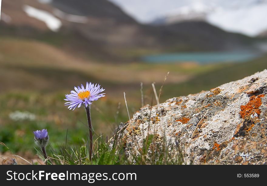 Alpine meadow in the morning 2. Alpine meadow in the morning 2