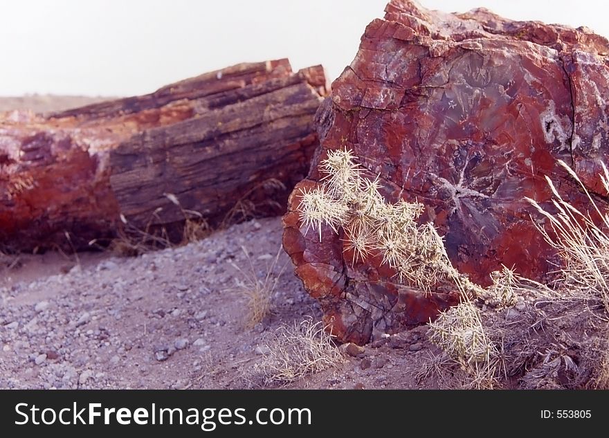 Petrified wood in the painted desert. Petrified wood in the painted desert