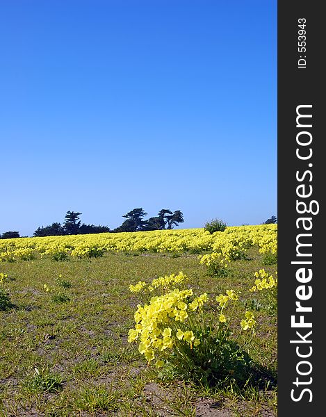 Springtime Coastal Meadow