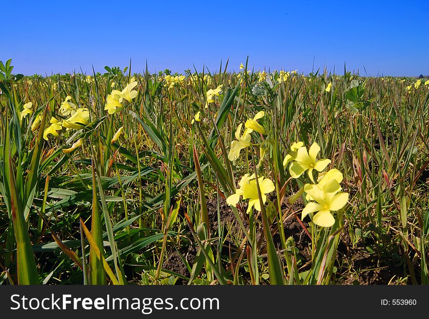 Springtime coastal meadow