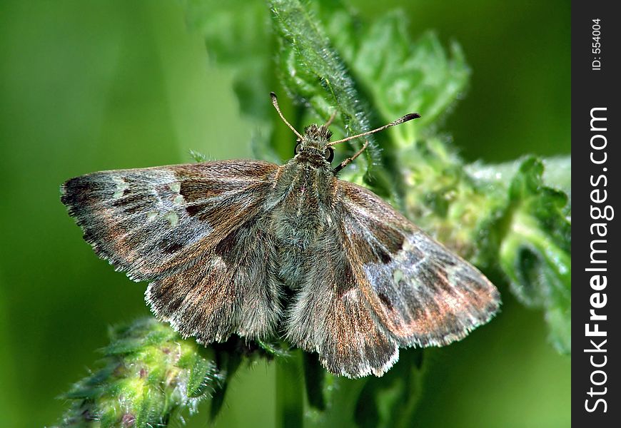 Carcharodus Flocciferus.