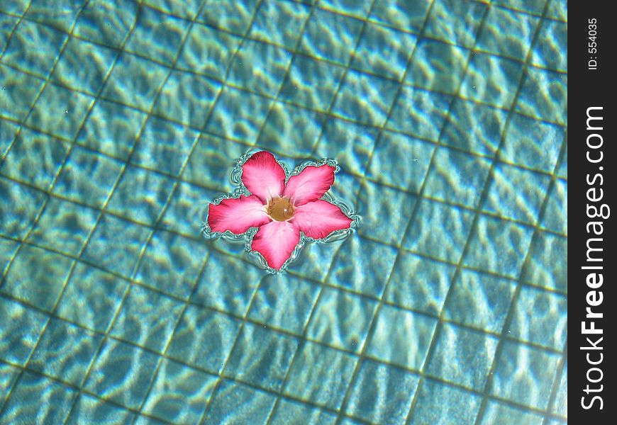 Wide shot of pink frangipani in a pool. Wide shot of pink frangipani in a pool