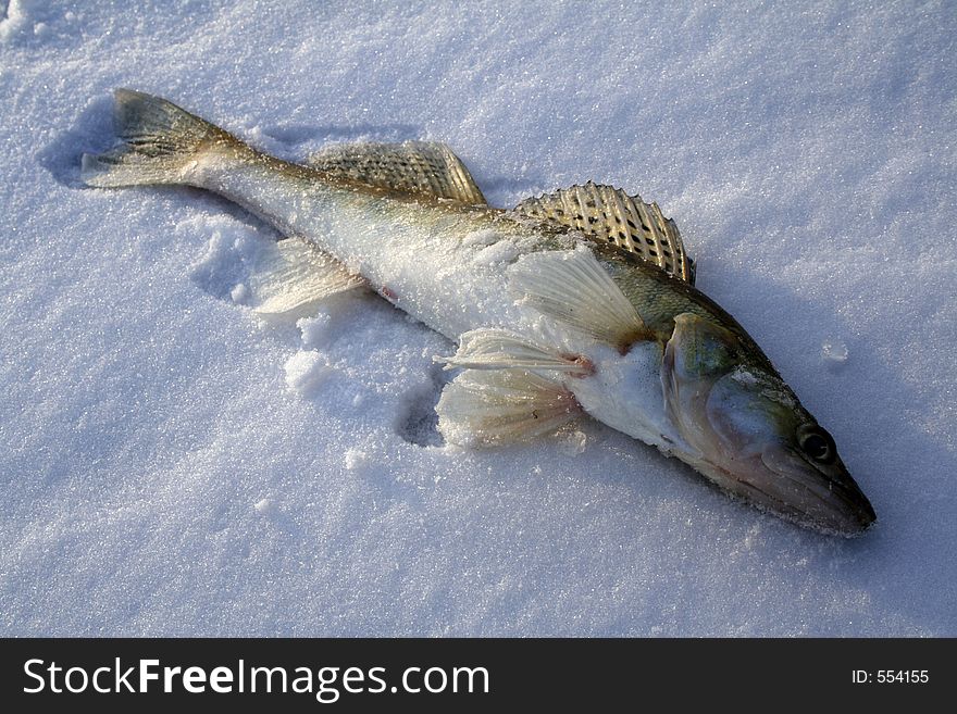 Fish on snow