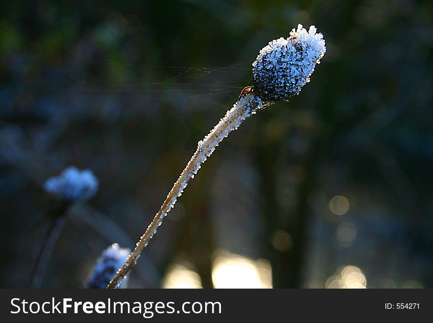 A Scottish thistle, frozen in the winter frost. A Scottish thistle, frozen in the winter frost