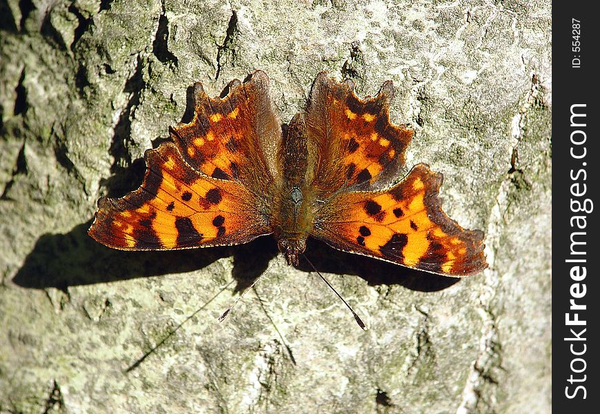 The butterfly meets often. The photo is made in Moscow areas (Russia). Original date/time: 2003:09:07 11:02:36. The butterfly meets often. The photo is made in Moscow areas (Russia). Original date/time: 2003:09:07 11:02:36.