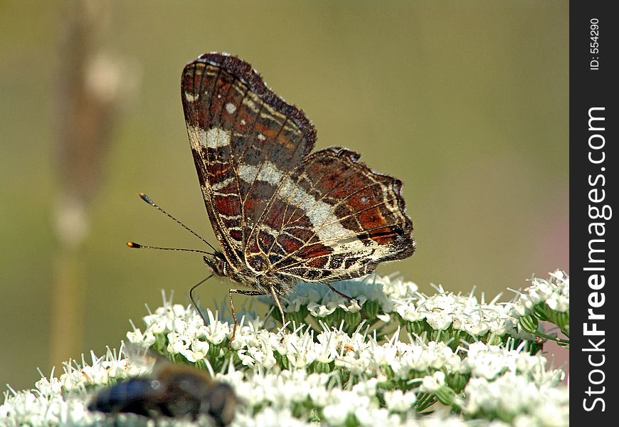 The beautiful day time butterfly. Meets often. The photo is made in Moscow areas (Russia). Original date/time: 2004:08:09 10:26:04. The beautiful day time butterfly. Meets often. The photo is made in Moscow areas (Russia). Original date/time: 2004:08:09 10:26:04