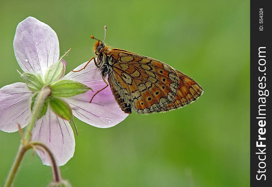 Butterfly Melitaea sp. On flower Geranium sylvaticum. The photo is made in Moscow areas (Russia). Original date/time: 2003:06:13 10:19:15. Butterfly Melitaea sp. On flower Geranium sylvaticum. The photo is made in Moscow areas (Russia). Original date/time: 2003:06:13 10:19:15