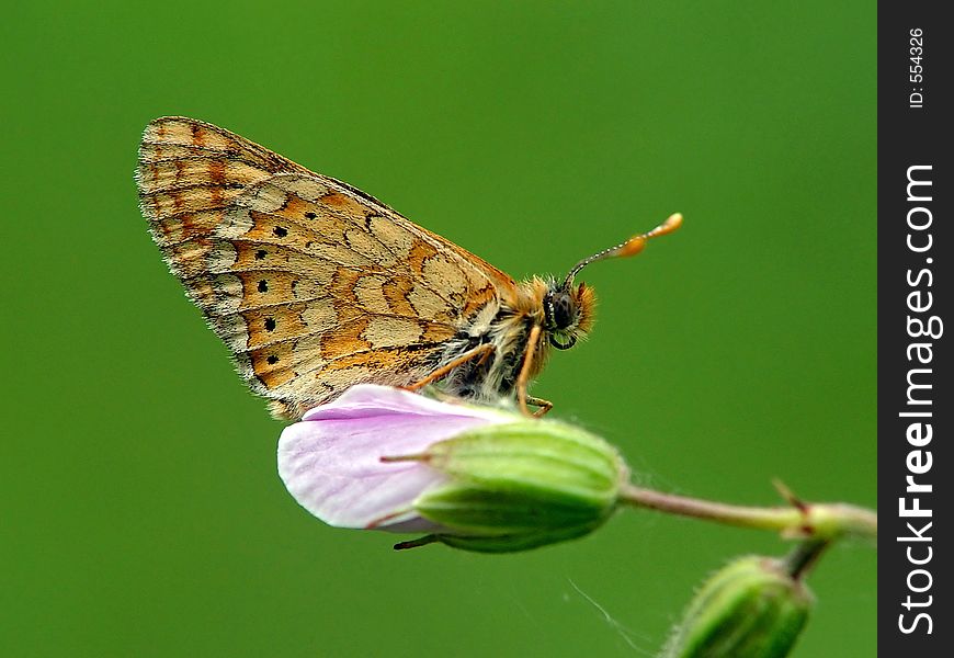 Butterfly Melitaea sp on a flower of a geranium.