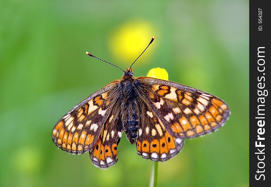 Butterfly Euphydryas Aurinia (Melitae).