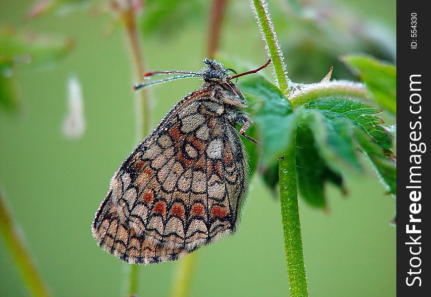 Butterfly Melitaea athalia.