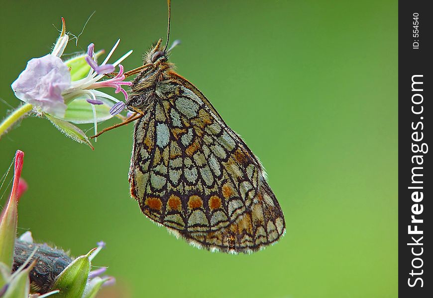 Butterfly Melitaea Athalia.