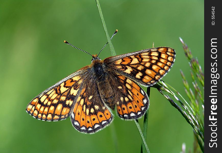 Butterfly Euphydryas Aurinia (Melitae).