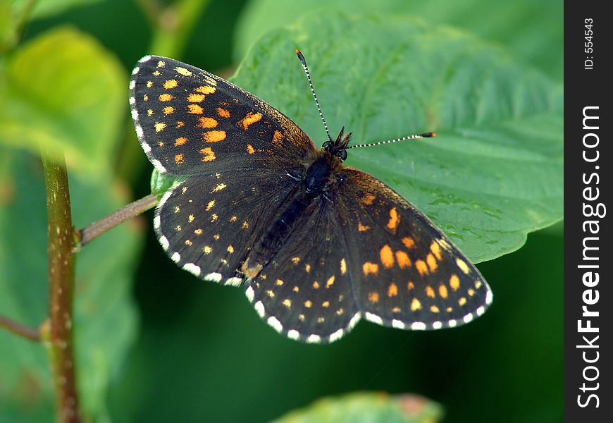 Butterfly Melitaea Sp.