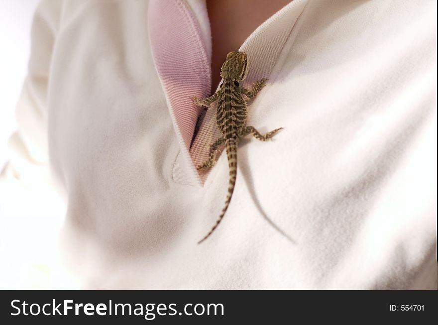 Baby bearded dragon on woman's shirt