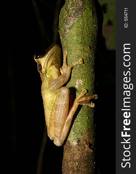 Tree frog in the night, Amazonia