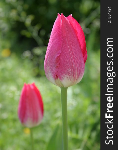 Two tulip in outdoor