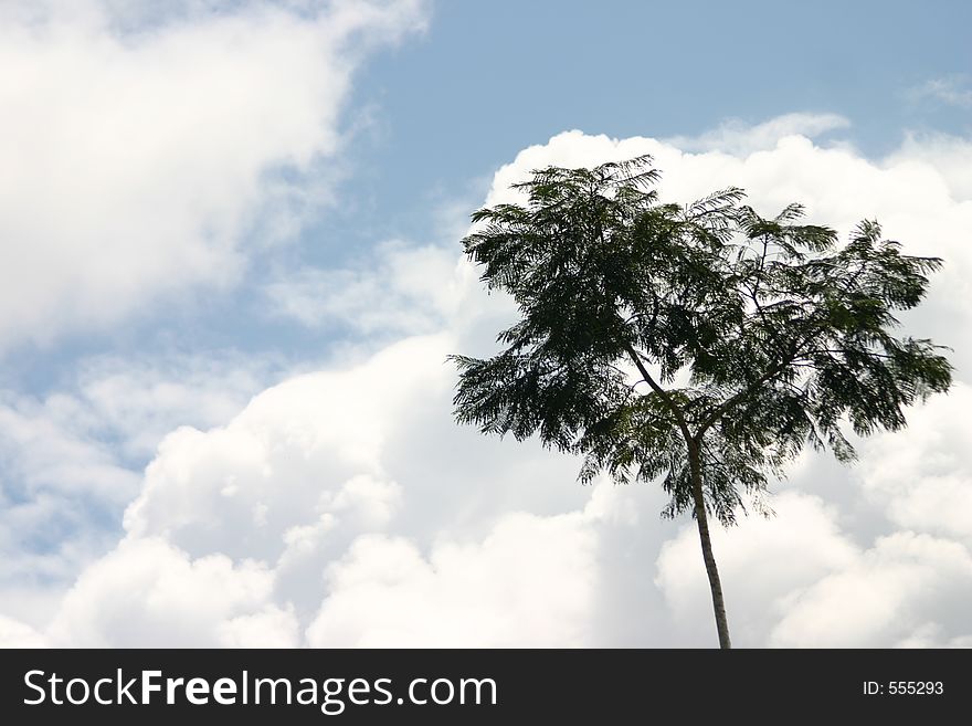 Tree and sky, Oriente, Equador (Amazonia)