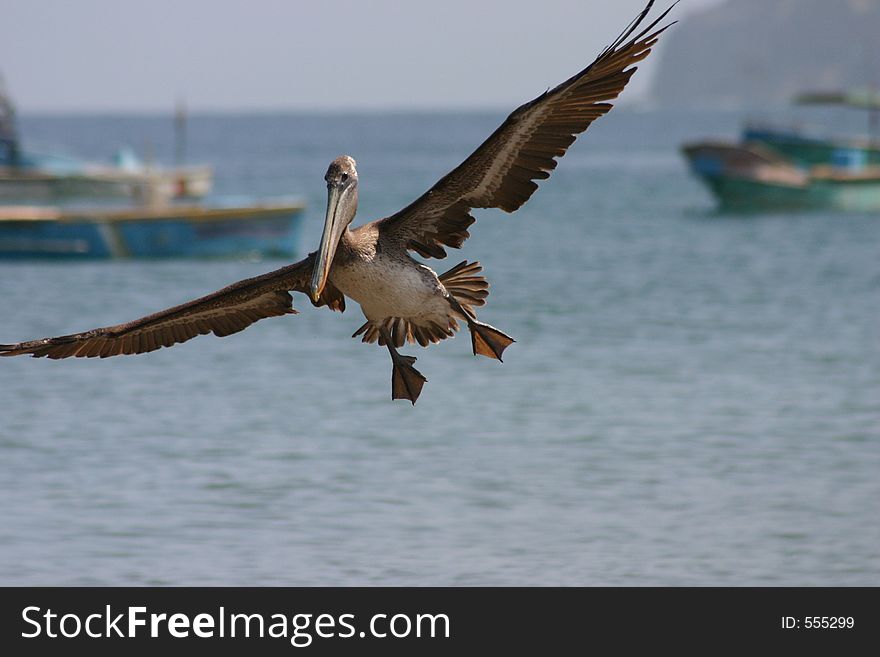 Pelican flying, Pacific Coast, Ecuador