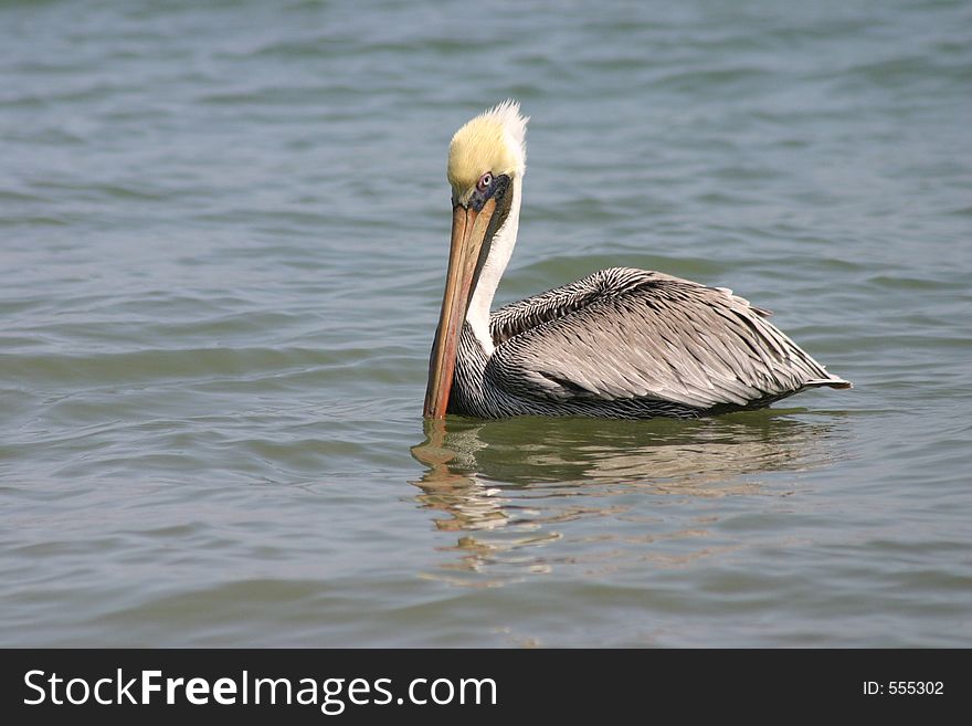Pelican, Pacific Coast, Ecuador