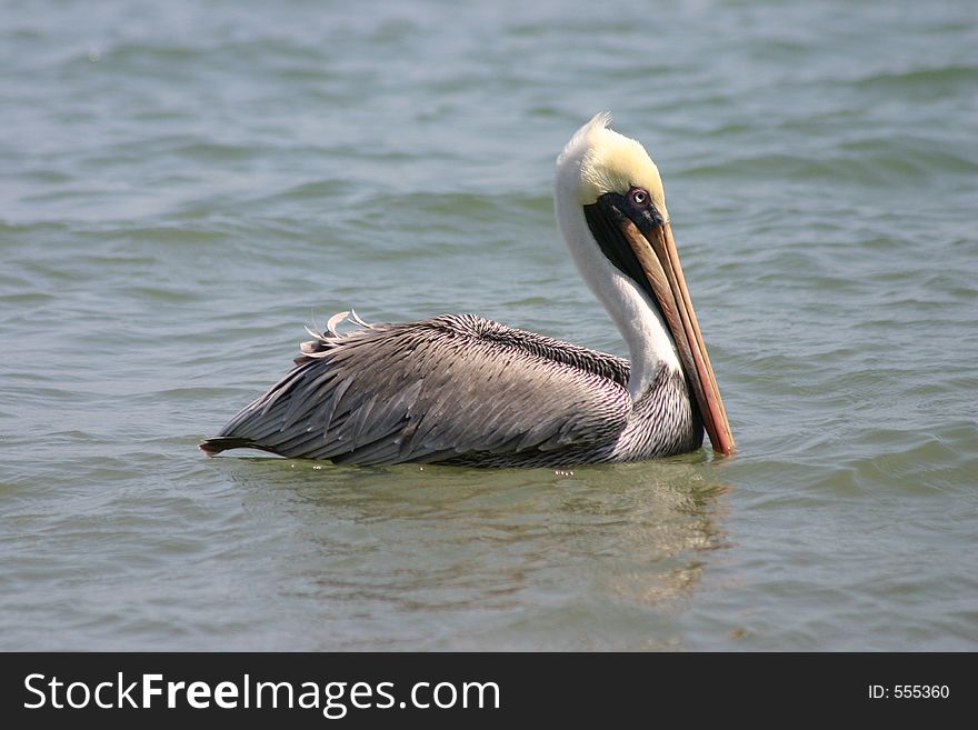 Pelican, Pacific Coast, Ecuador