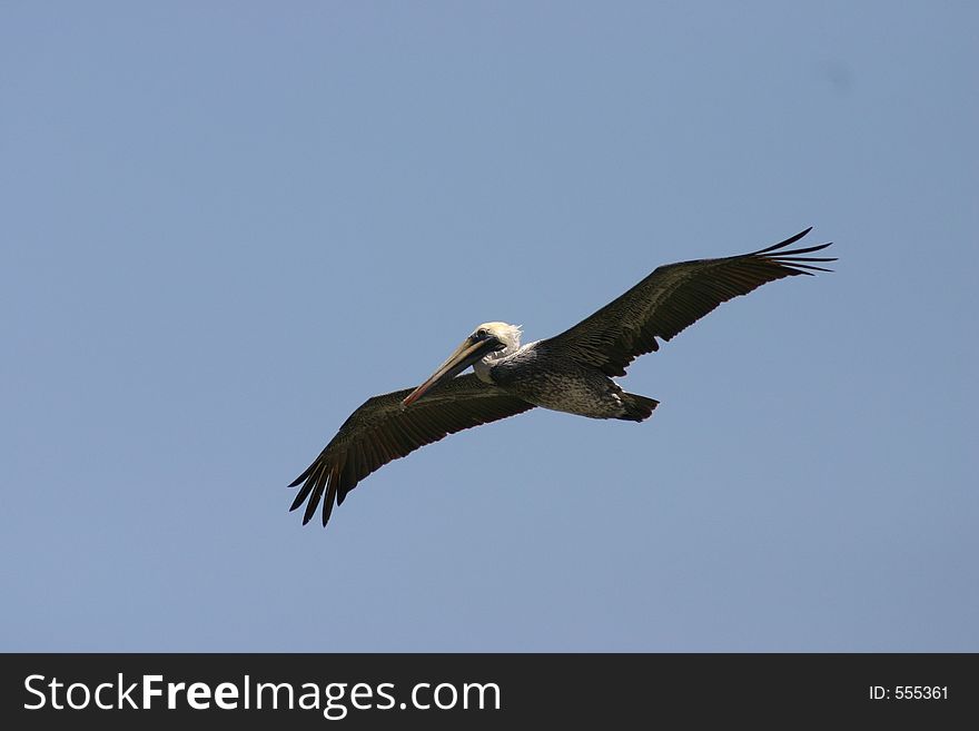 Pelican flying, Pacific Coast, Ecuador