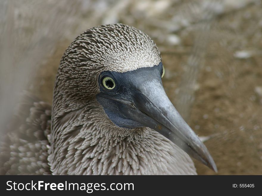 Blue-footed Booby