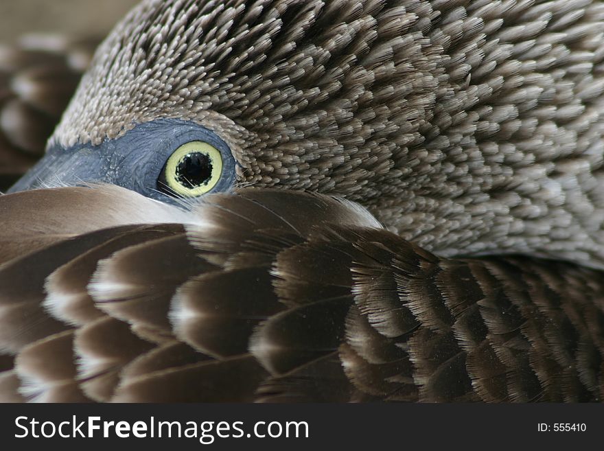 Blue-footed Booby