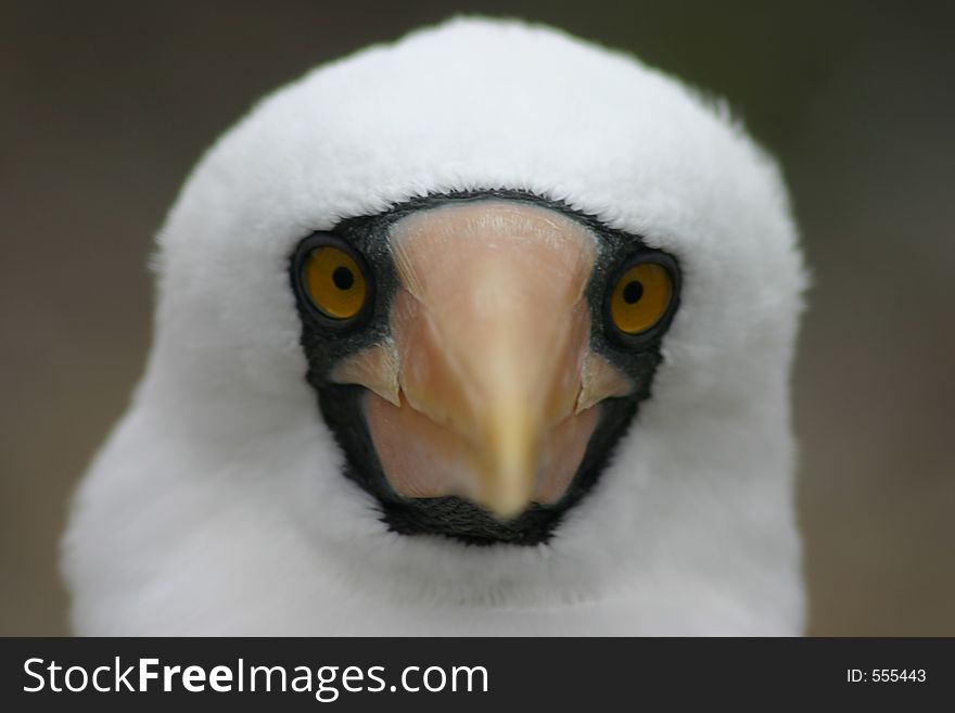 Nazca Booby, Pacific, Isla de la Plata, Ecuador