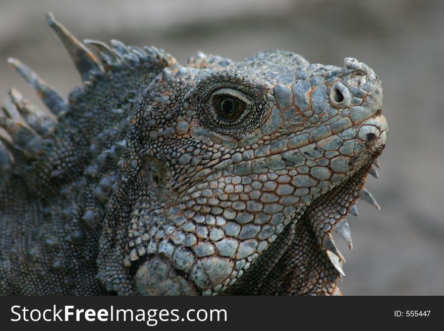 Iguana - portrait, Guayaqil, Ecuador. Iguana - portrait, Guayaqil, Ecuador